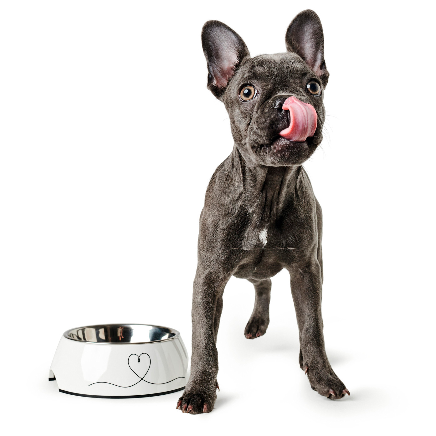 hunter dog accessories