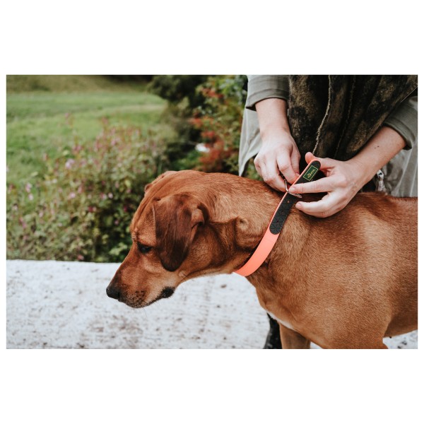 Hunter - Convenience Comfort Collar - Hundehalsbånd