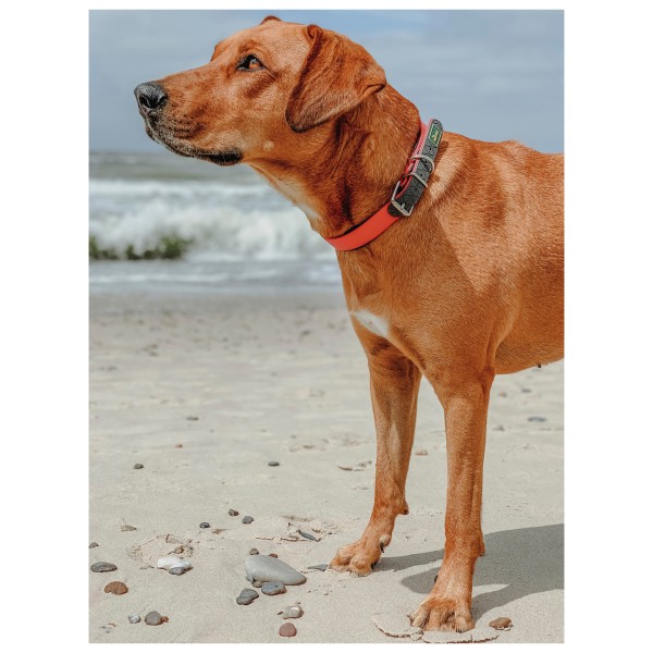 Hunter - Convenience Comfort Collar - Hundehalsbånd