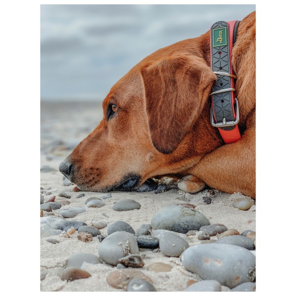 Hunter - Convenience Comfort Collar - Hundehalsbånd