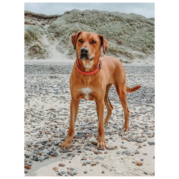 Hunter - Convenience Comfort Collar - Hundehalsbånd