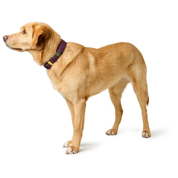 Hunter - Halsband Havanna - Hundehalsbånd