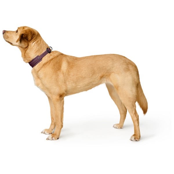 Hunter - Halsband Havanna - Hundehalsbånd