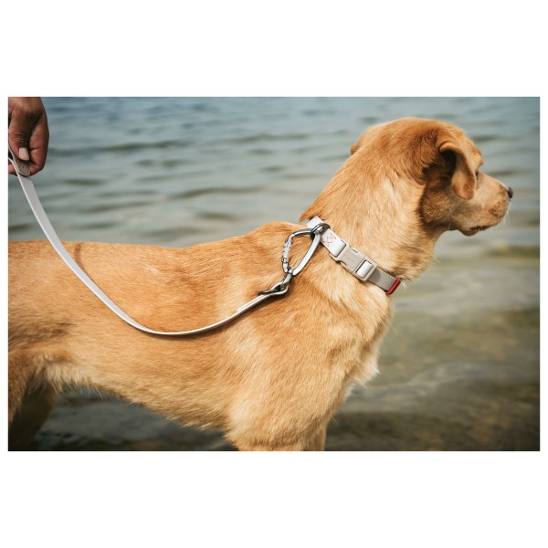 Hunter - Halsung Havanna - Hundehalsband