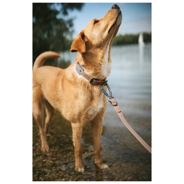 Hunter - Havanna 20/200 - Dog leash