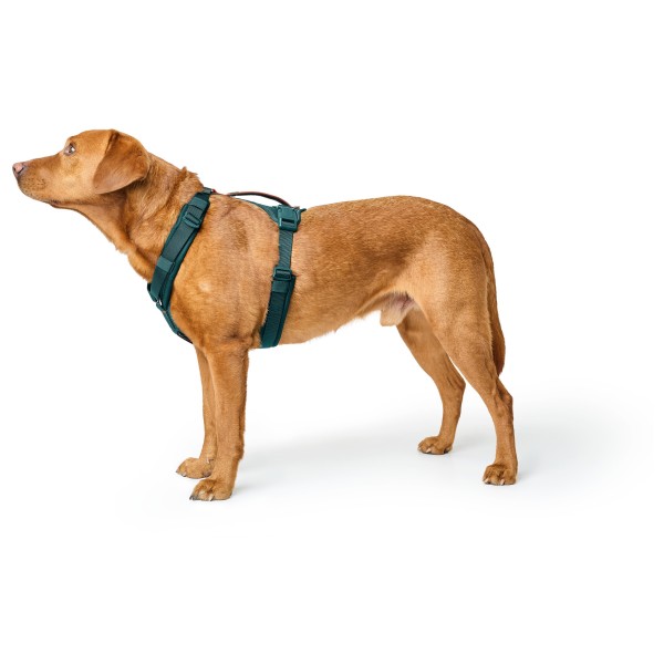 Hunter - Maldon 3.0 - Dog harness