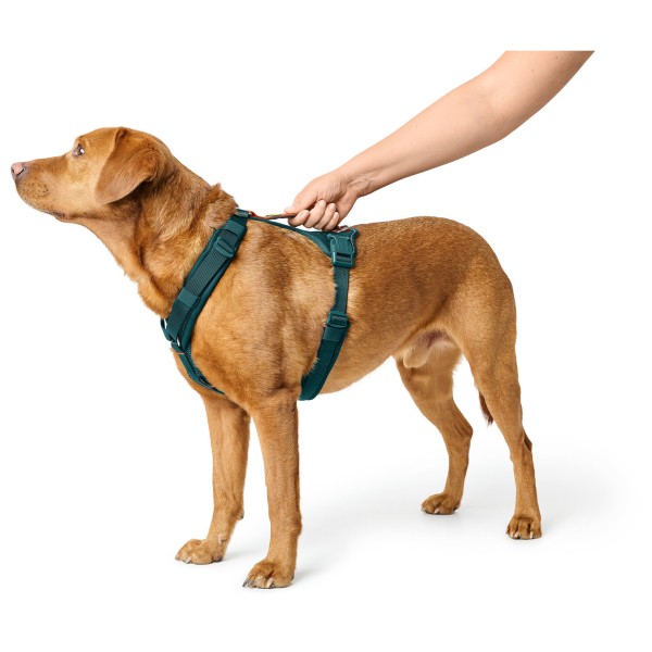Hunter - Maldon 3.0 - Koiran valjaat