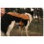 Detail image 8 Ruffwear - Overcoat Fuse Insulated Vest - Dog coat