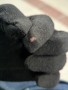 Bild 2 von Peter zu Stoic - Performance Merino180 BengtSt. Glove - Handschuhe