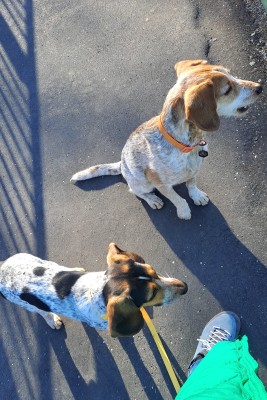 Image 1 from orsolya of Black Diamond - Women's Session Suede - Sneakers