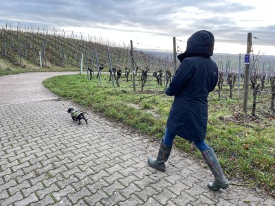 Bild 1 von Tanja zu Didriksons - Women's Tanja Parka - Winterjacke