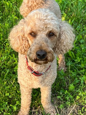 Bild 1 av Gabriela till Ecco - Women's Offroad Yucatan Sandal - Sandaler