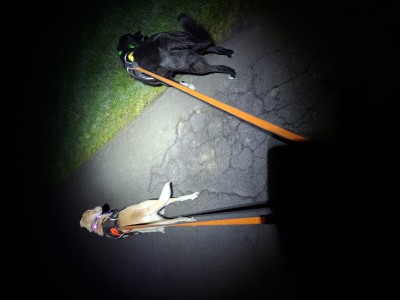 Bild 2 av Susanne till Grivel - Rotor - Utrustningskarbiner