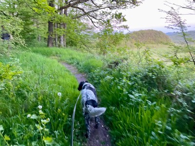 Bild 1 von Carmen zu Halti - Women's Pallas II X-Stretch Pants - Trekkinghose