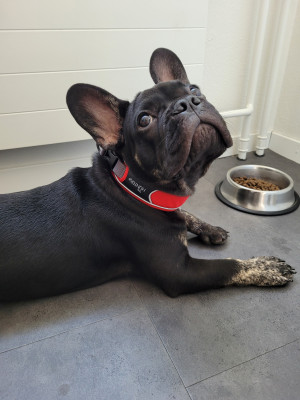 Bild 1 av Jessica till Hunter - Collar Divo - Hundhalsband