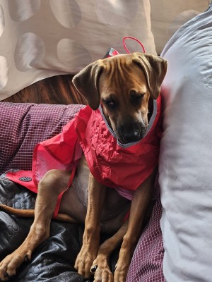 Imagen 1 de Petra Maria sobre Hunter - Dog Coat Uppsala Rain - Abrigos para perro