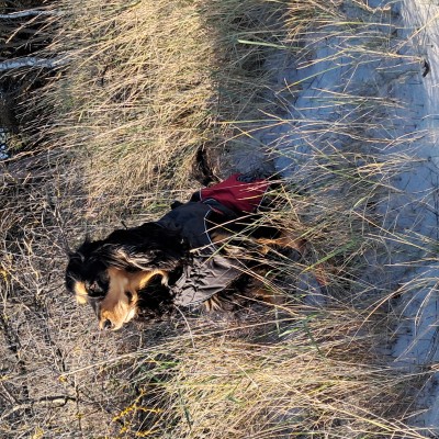 Imagen 1 de Eva-Maria sobre Hunter - Coat Uppsala Cozy - Abrigos para perro