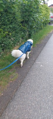 Bild 1 von Yvonne zu Hunter - Milford - Hundemantel