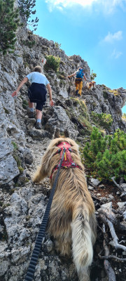 Imagen 1 de Peter sobre LACD - Elastic Dog Leash No Hand 2.0 - Correa para perro