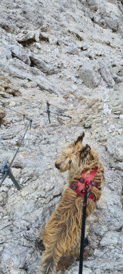 Imagen 2 de Peter sobre LACD - Elastic Dog Leash No Hand 2.0 - Correa para perro