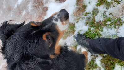 Bild 1 von Dagmar zu Lowa - Women's Renegade GTX MID - Wanderschuhe