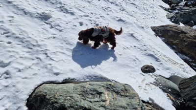 Bild 1 von REMO zu Ruffwear - Doubleback Harness - Hundegeschirr