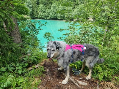 Image 1 from Angela of Ruffwear - Flagline Harness - Dog harness