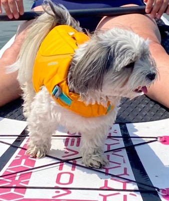 Billede 1 af Gerlind vedr. Ruffwear - Float Coat - Seletøj til hunde