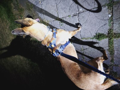 Foto 1 van Bojidar bij Ruffwear - Front Range Harness - Hondenharnas