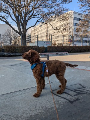 Image 1 from Anna of Ruffwear - Front Range Harness - Dog harness