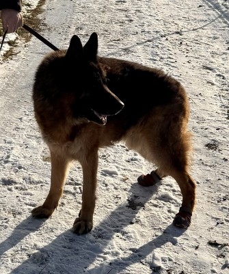 Bild 1 av Claudia till Ruffwear - Grip Trex - Hundskor