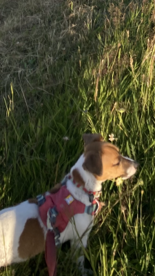 Image 1 from Marie of Ruffwear - Hi & Light Harness - Dog harness