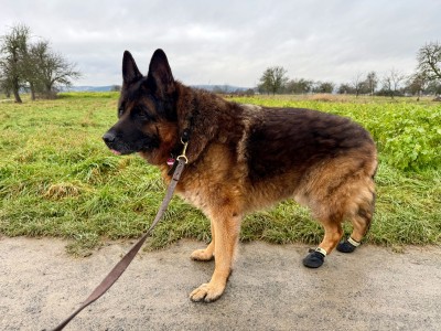 Imagen 1 de Claudia sobre Ruffwear - Summit Trex Shoe - Zapatos para perro