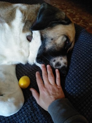 Image 2 from Konrad of Stoic - SälkaSt. Hiking Shoes - Walking boots