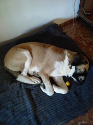 Image 1 from Konrad of Stoic - SälkaSt. Hiking Shoes - Walking boots