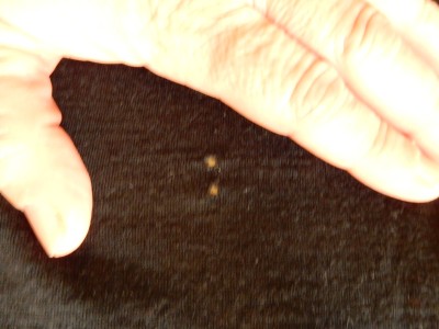 Bild 2 av Annett till Stoic - Women's Merino180 BengtSt. 3/4 Pants - Underkläder merinoull