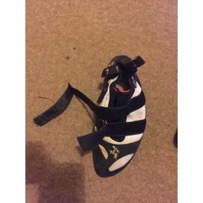 Imagen 1 de jenny sobre Tenaya - Inti - Pies de gato