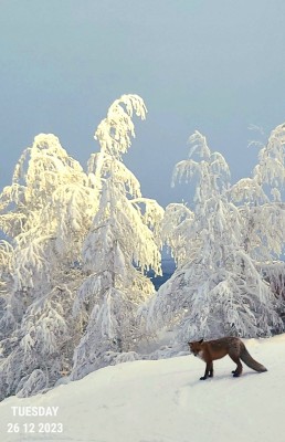 Imagen 1 de H.G. sobre Thermowave - Merino Xtreme Long Pants - Ropa interior merino