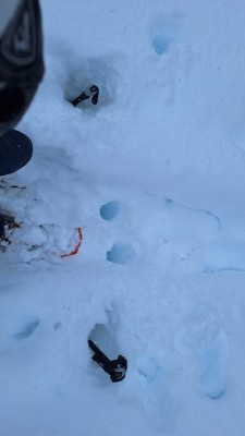 Billede 1 af Olivier vedr. TSL - Highlander Original 2 - Snesko