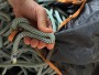 Image 1 de Helene J. â Edelrid - Daku 10.0 - Corde à simple