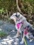 Image 2 from Angela of Ruffwear - Flagline Harness - Dog harness