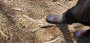 Imagen 5 de Thomas sobre Salewa - Dropline Mid - Botas de trekking
